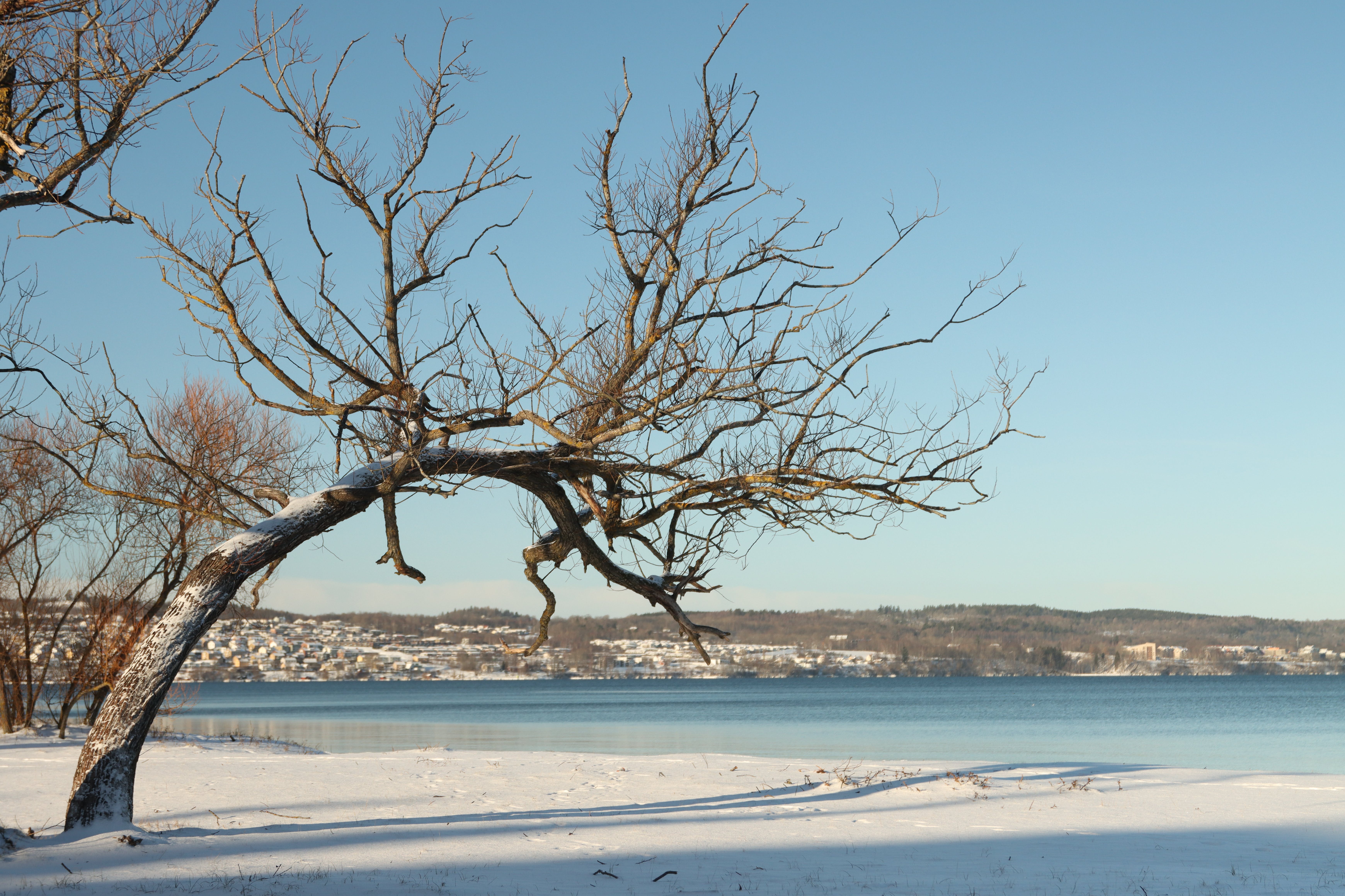 Schapenhek Kastanje Latafstand 4-5CM