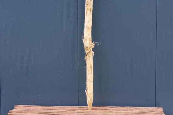 Robiniapaal Ø 10/12 CM Geschild